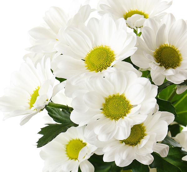 Image of white Chrysanthemums