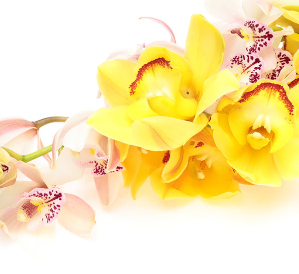 Yellow and pink Cymbidium on white background