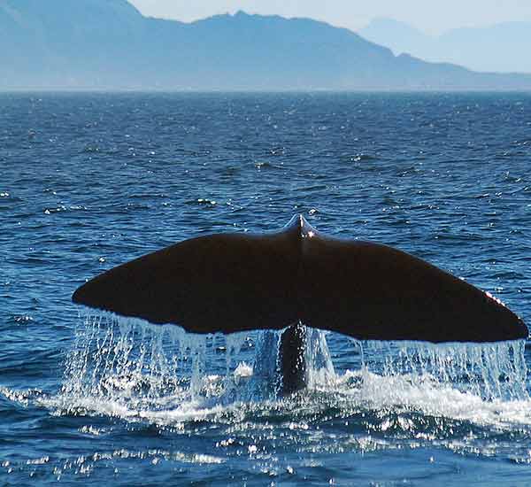 a whale tail breaching