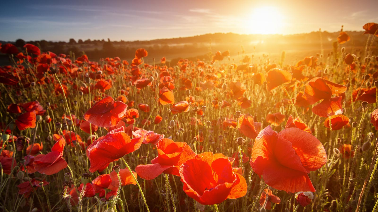 Poppies in a field with sunlight