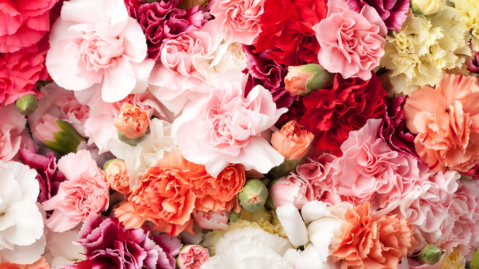 bunches of colourful carnations close up