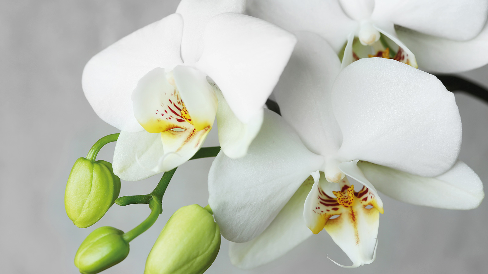 Pretty White Orchid
