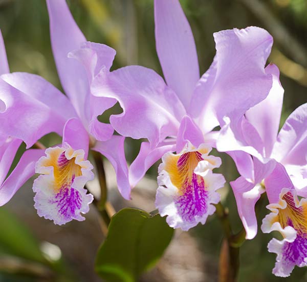 A pretty cattleya orchid outside in nature.