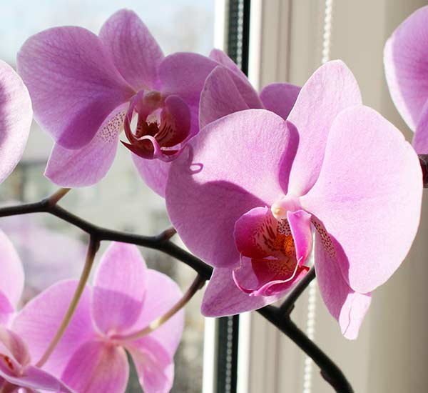 A potted purple phalaenopsis on a window sill in the sunlight