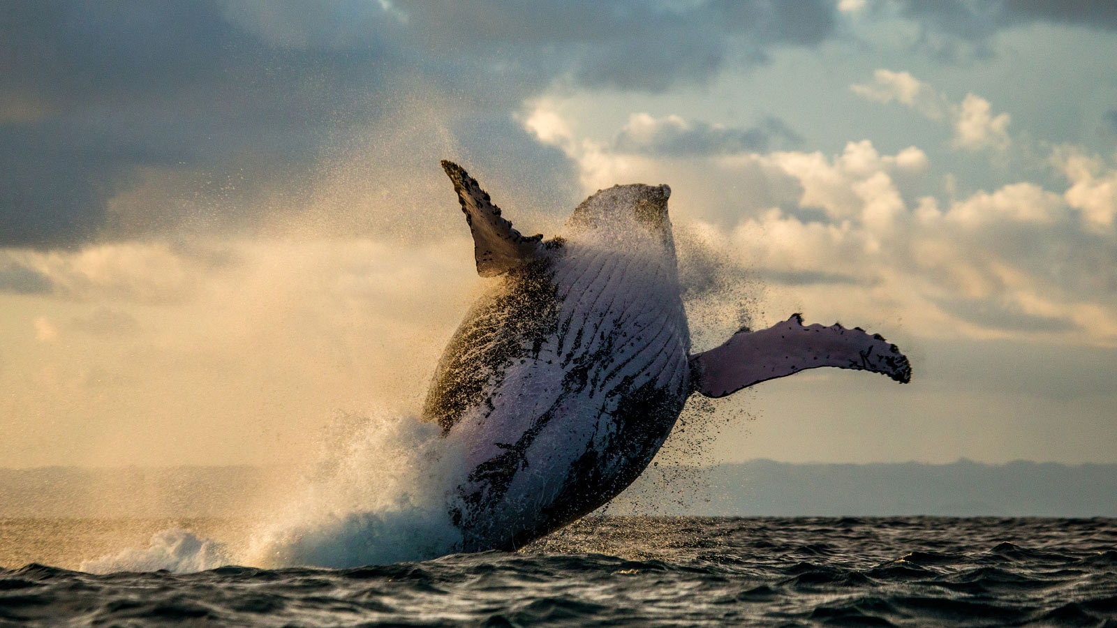 Whale breaching at sea
