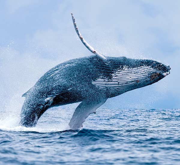 A whale full body breaching