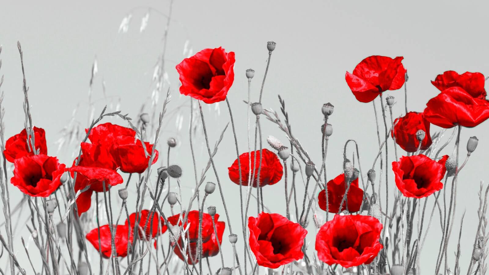 red poppies on black and white