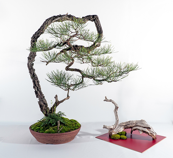 2019 Bonsai Open Photo Gallery Mingara Recreation Club