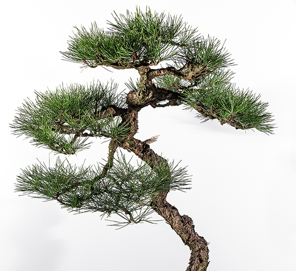 2019 Bonsai Open Photo Gallery Mingara Recreation Club