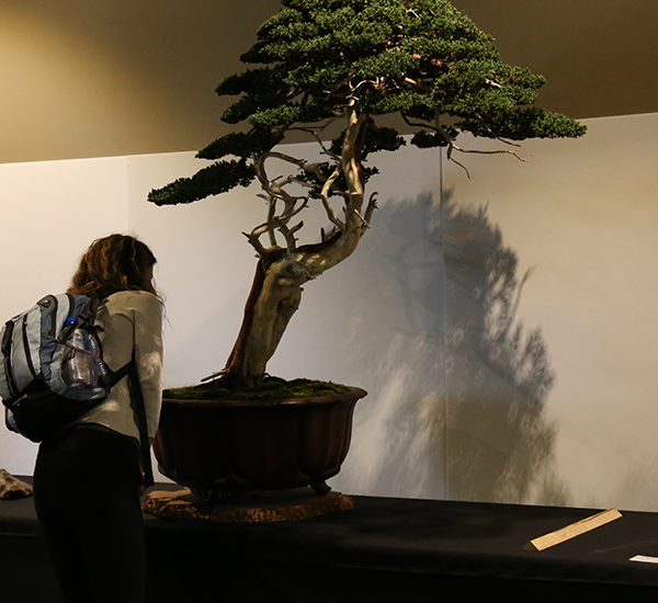2019 Bonsai Open Photo Gallery Mingara Recreation Club