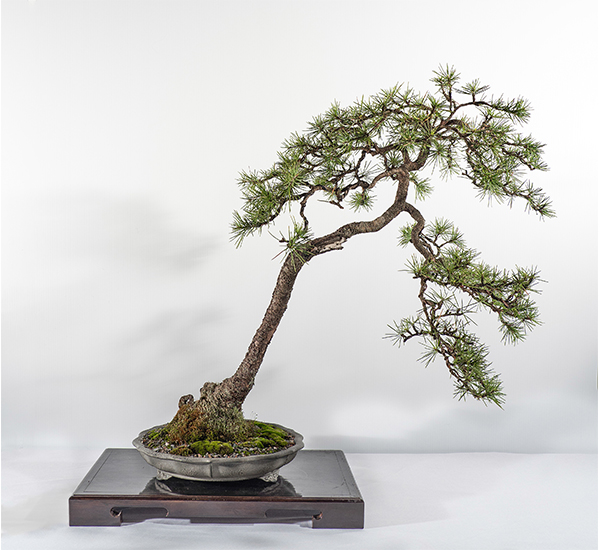 2019 Bonsai Open Photo Gallery Mingara Recreation Club