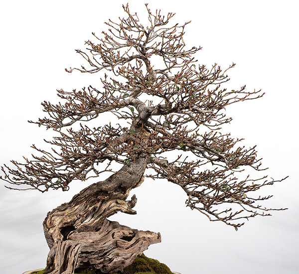 2019 Bonsai Open Photo Gallery Mingara Recreation Club