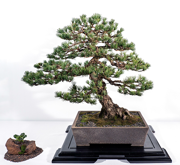 2019 Bonsai Open Photo Gallery Mingara Recreation Club