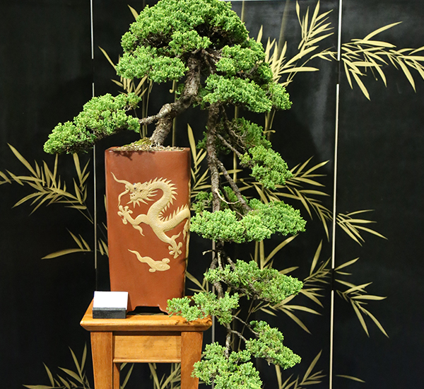2019 Bonsai Open Photo Gallery Mingara Recreation Club