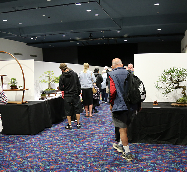 2019 Bonsai Open Photo Gallery Mingara Recreation Club