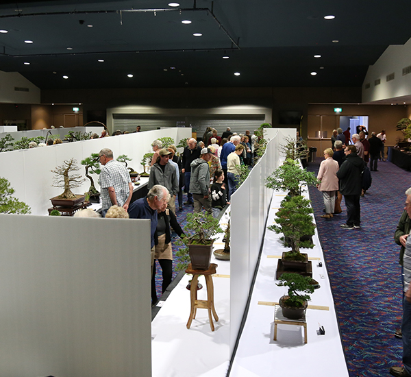 2019 Bonsai Open Photo Gallery Mingara Recreation Club