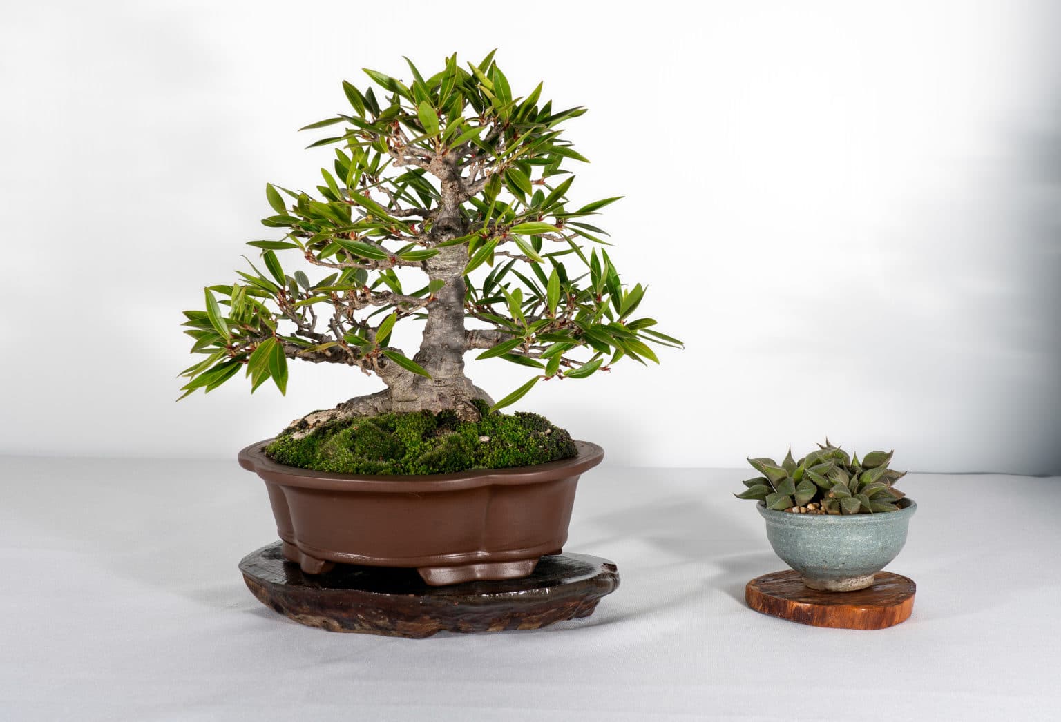 Everything you need to know about Bonsai Fair 2022 Mingara