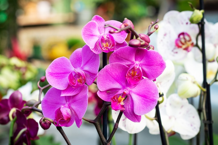 orchids close-up